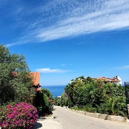Skenderi فيلة